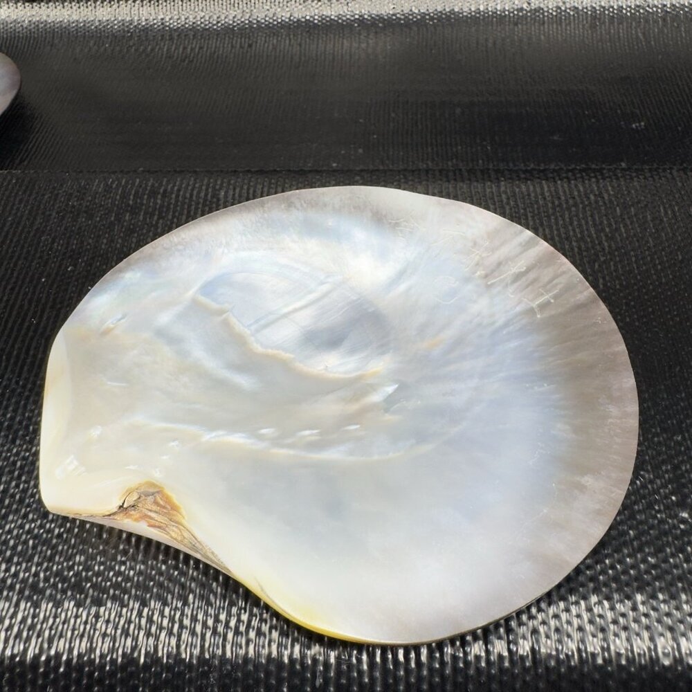 Natural Abalone Shell Large Iridescent Smooth‎ Etched Elements Mother Of Pearl